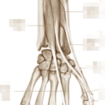 前腕の使い過ぎによる痛み