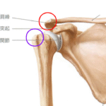 インピンジメント症候群
