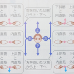目を動かす筋肉と斜視