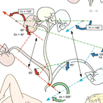 脊柱の前後可動性