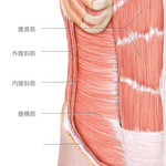 腹筋というもの